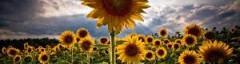 cropped-sunflowers-2.jpg