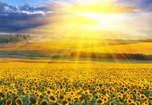 sunlight-on-a-sunflower-meadow-fotolia_399079232