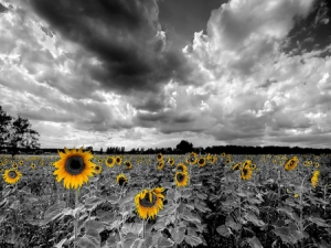 Black-and-White-Sunflower-Background-11