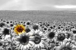 10083017-sunflower-field-all-black--white-except-a-single-flower