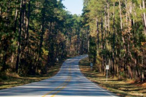 piney woods of texas