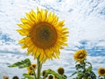 sunflower full bloom