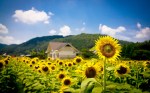Free-Sunflower-Field-Pictures-10