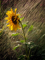 sunflower Toni Allen