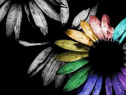 sunflower black rainbow